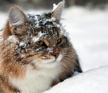 Chat dans la neige