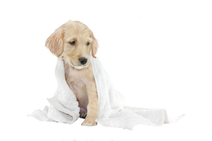 golden retriever puppy and towel